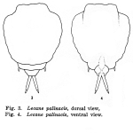 Lecane palinacis - Original description image