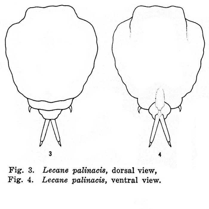 Lecane palinacis - Original description image