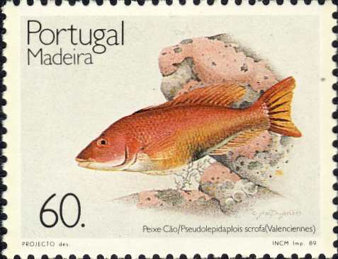 Pseudolepidaplois scrofa Pseudolepidaplois scrofa