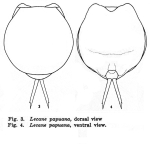 Lecane papuana