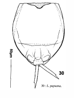 Lecane papuana