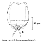 Lecane papuana