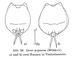 Lecane papuana
