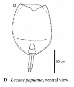 Lecane papuana