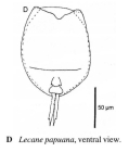 Lecane papuana