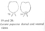 Lecane papuana