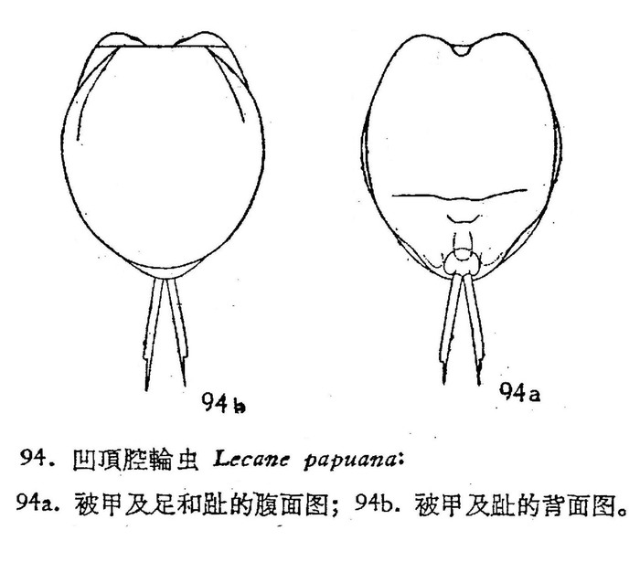 Lecane papuana Lecane papuana