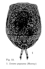 Lecane papuana