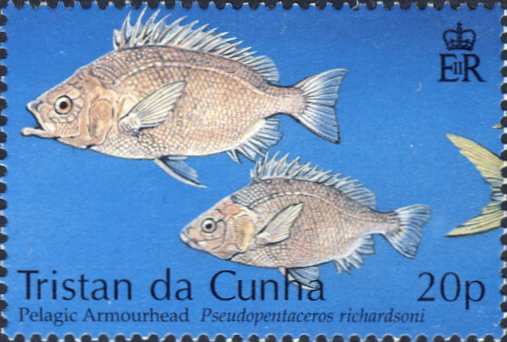 Pseudopentaceros richardsoni Pseudopentaceros richardsoni