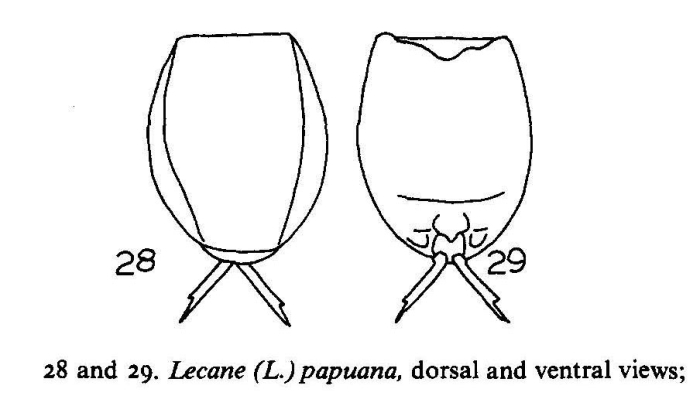 Lecane papuana Lecane papuana