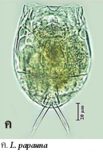 Lecane papuana