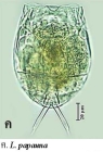 Lecane papuana