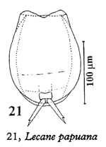 Lecane papuana