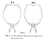 Lecane papuana