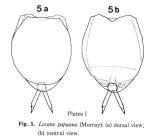 Lecane papuana