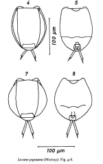 Lecane papuana