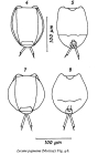 Lecane papuana