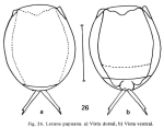Lecane papuana