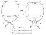 Lecane papuana