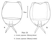 Lecane papuana
