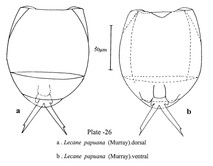 Lecane papuana Lecane papuana