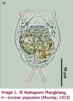 Lecane papuana