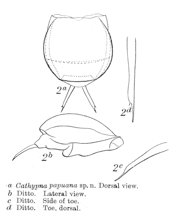 Lecane papuana - Original description image