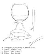 Lecane papuana