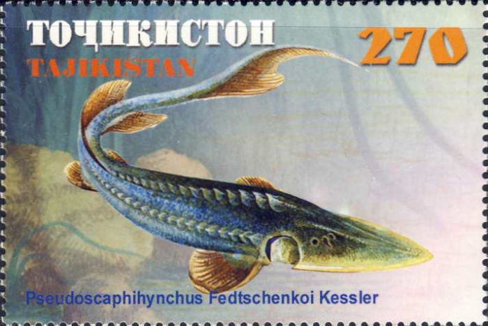 Pseudoscaphirhynchus fedtschenkoi Pseudoscaphirhynchus fedtschenkoi