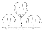 Lecane paraclosterocerca