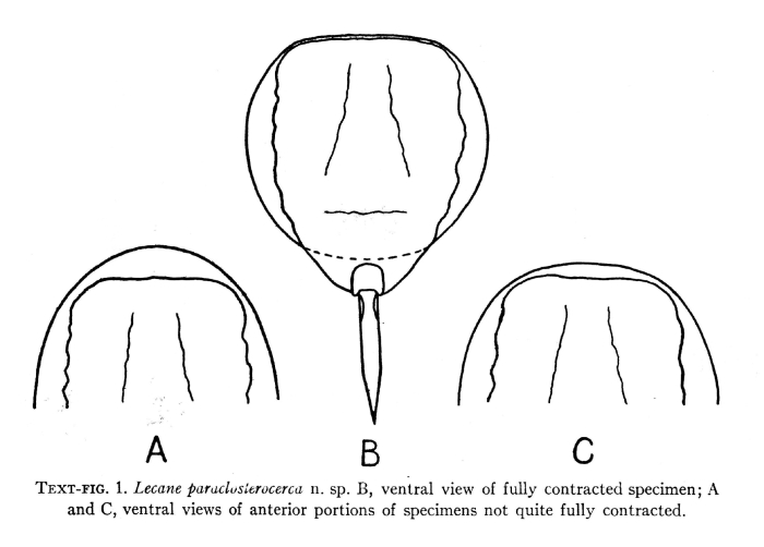 Lecane paraclosterocerca Lecane paraclosterocerca
