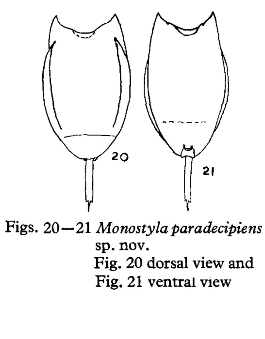 Lecane paradecipiens - Original description image