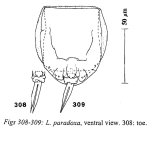 Lecane paradoxa