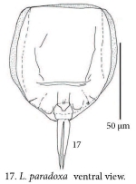 Lecane paradoxa