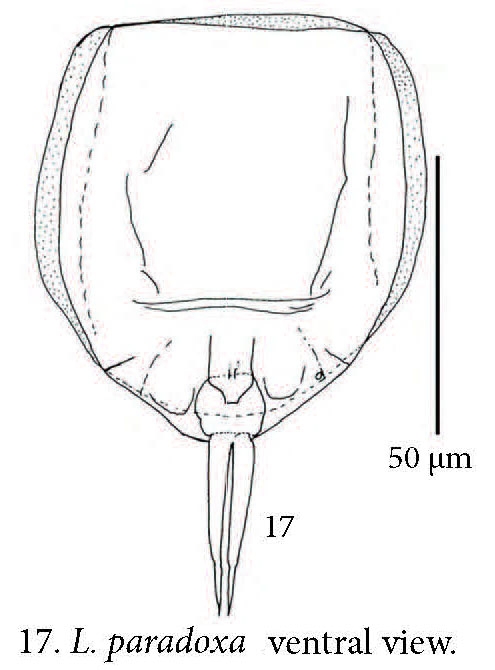 Lecane paradoxa Lecane paradoxa
