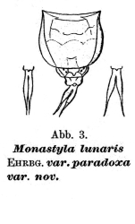 Lecane paradoxa