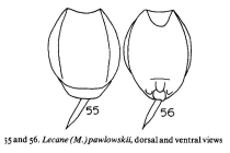 Lecane pawlowskii