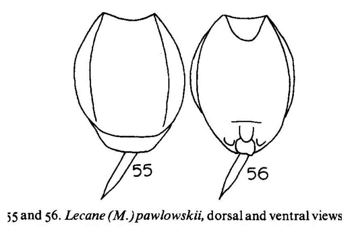 Lecane pawlowskii
