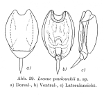 Lecane pawlowskii - Original description image