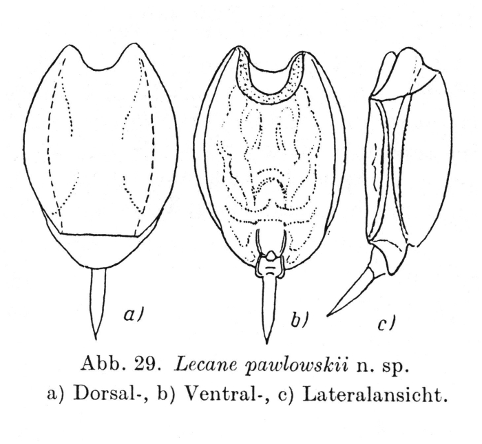 Lecane pawlowskii Lecane pawlowskii