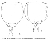 Lecane paxiana