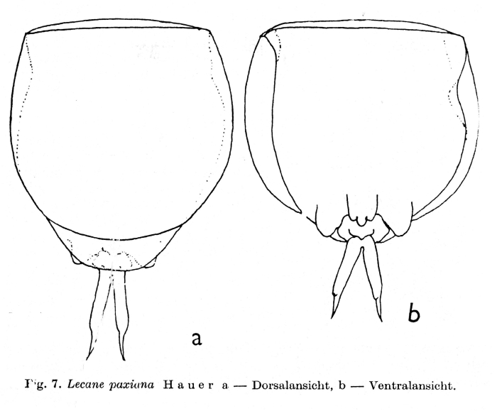 Lecane paxiana