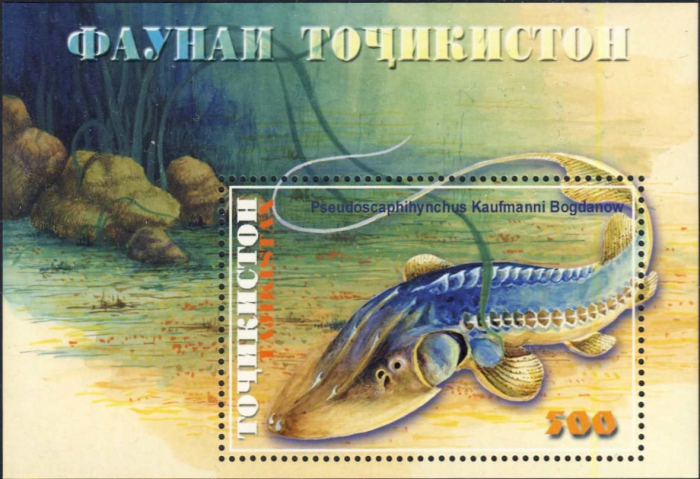 Pseudoscaphirhynchus kaufmanni Pseudoscaphirhynchus kaufmanni