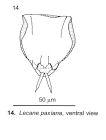 Lecane paxiana