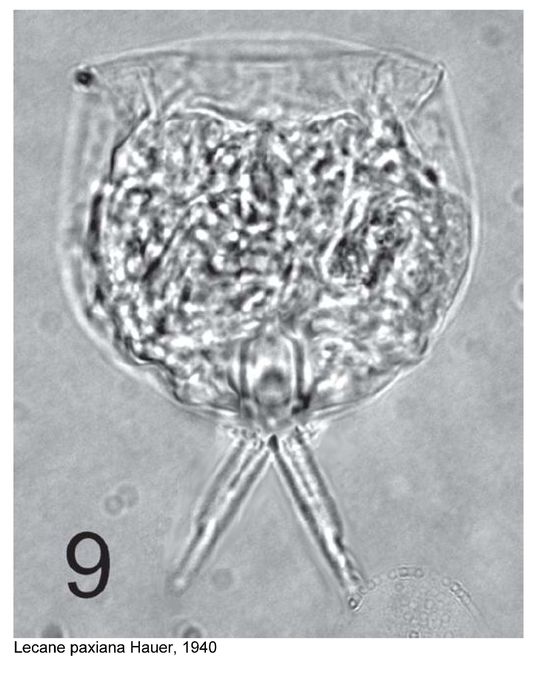 Lecane paxiana