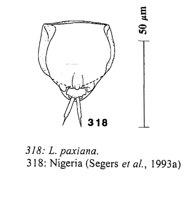 Lecane paxiana