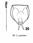 Lecane paxiana