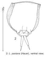 Lecane paxiana