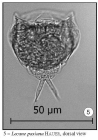 Lecane paxiana
