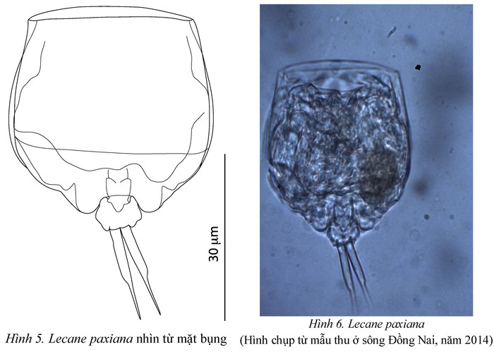 Lecane paxiana